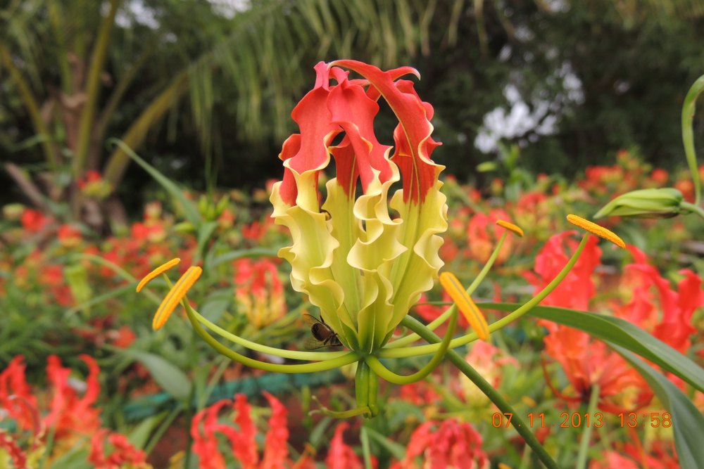 Gloriosa Superba Seeds, For Medicinal, For Industrial Natural Extract