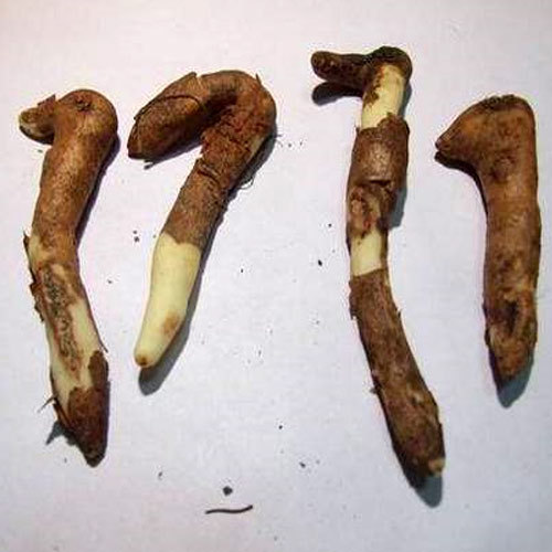 Gloriosa Superba Tuber