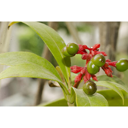 Sarpagandha Medicinal Plant, Packaging Type: Box