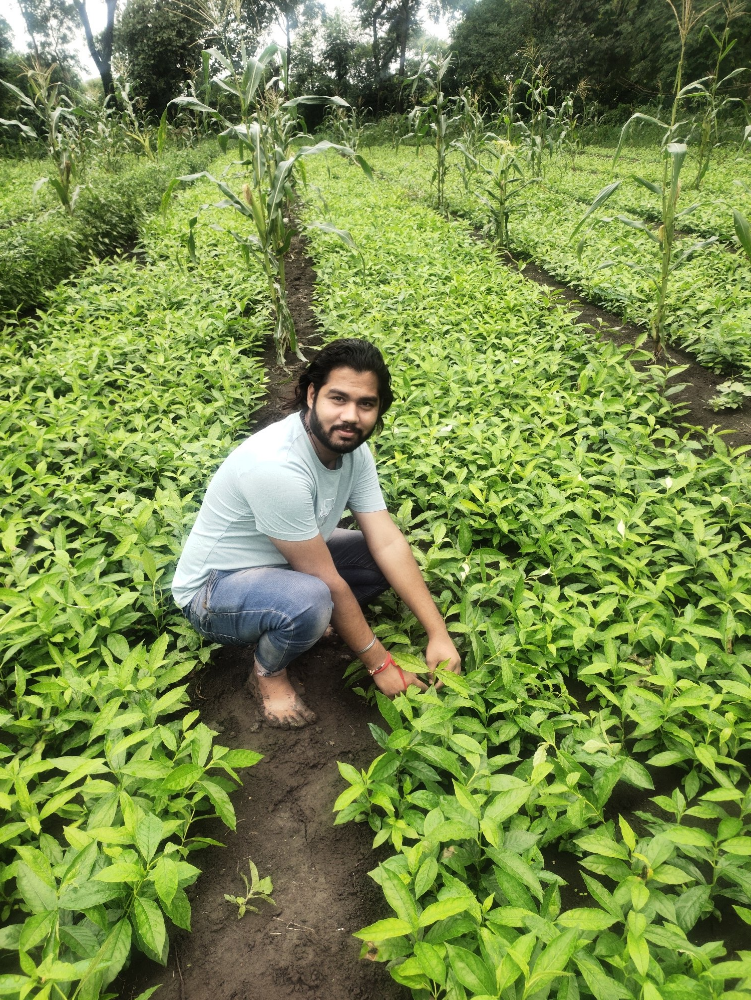 Green Sarpagandha Plant, Packaging Type: Box, Packaging Size: 1.5/2
