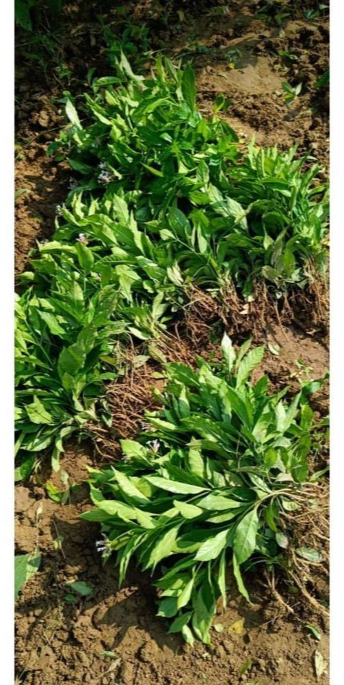 Green Sarpagandha Plant, Packaging Type: Poly Bag