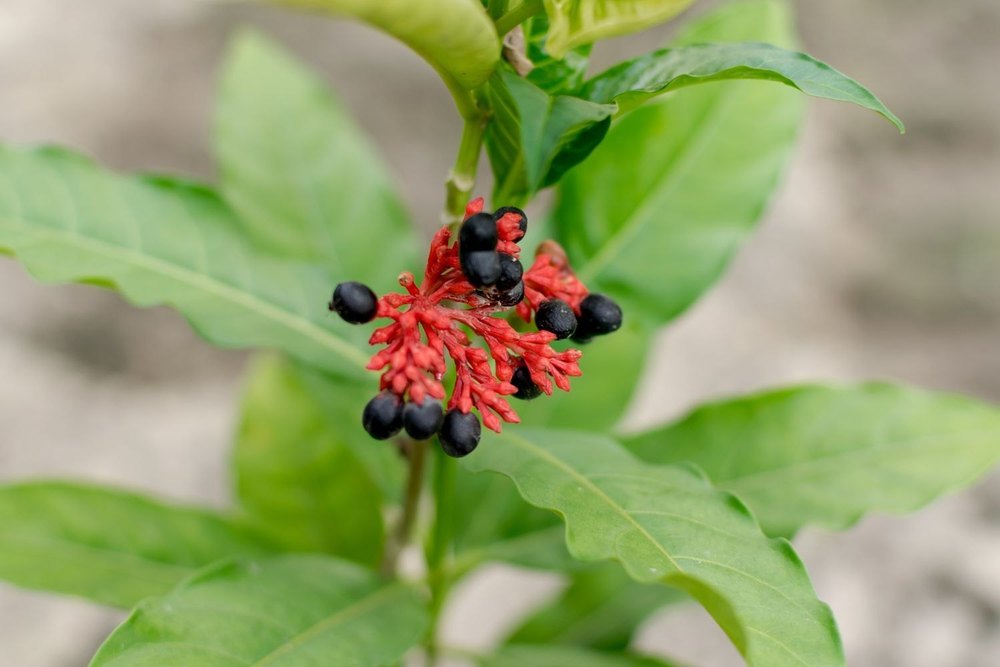 Sarpagandha Plant, For Herbal, Packaging Type: Poly Bag