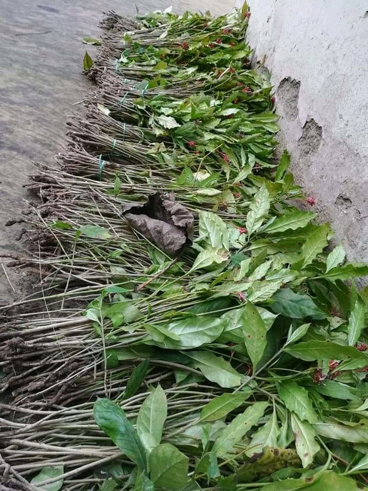 Sarpagandha Plant, For Medicine, Packaging Type: Poly Bag
