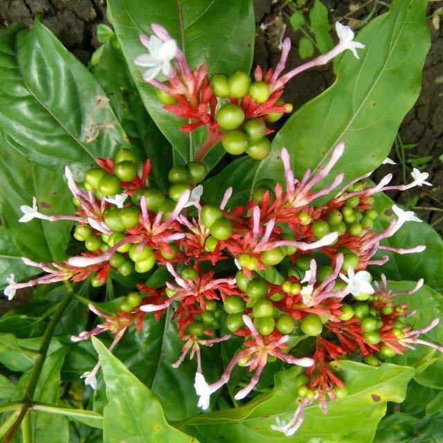 Sarpagandha Plants, 100 Plants