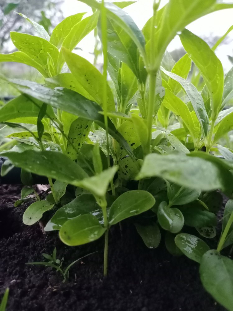 Sarpagandha Medicinal Plant