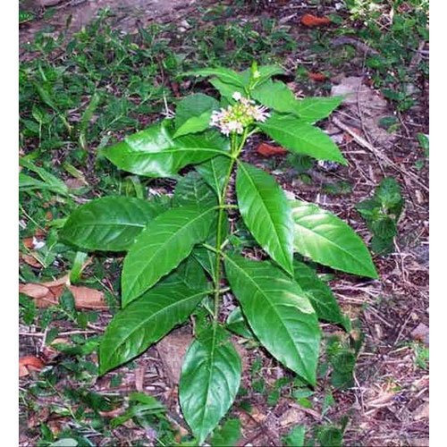 Sarpagandha Plant