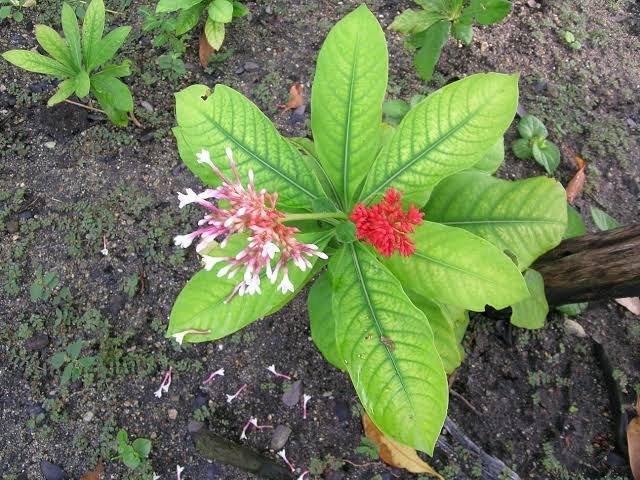 Green Sarpagandha Medicinal Plant, Packaging Type: Box