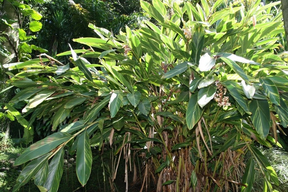 Alpinia Galanga Rhizome Extracts, Packaging Size: 25 Kg