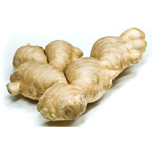 Alpinia Galangal