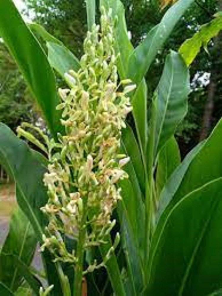 Brown Alpinia Galanga Rhizome Extracts, Packaging Type: Packet, Packaging Size: 25 Kg