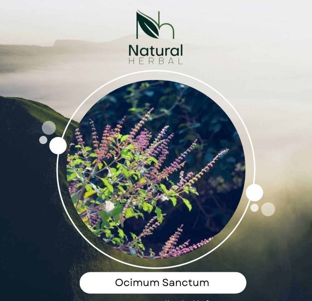 Green Ocimum Sanctum Tulsi, Packaging Type: Packet, Packaging Size: 100g 200g 500g 1kg 5kg 25kg