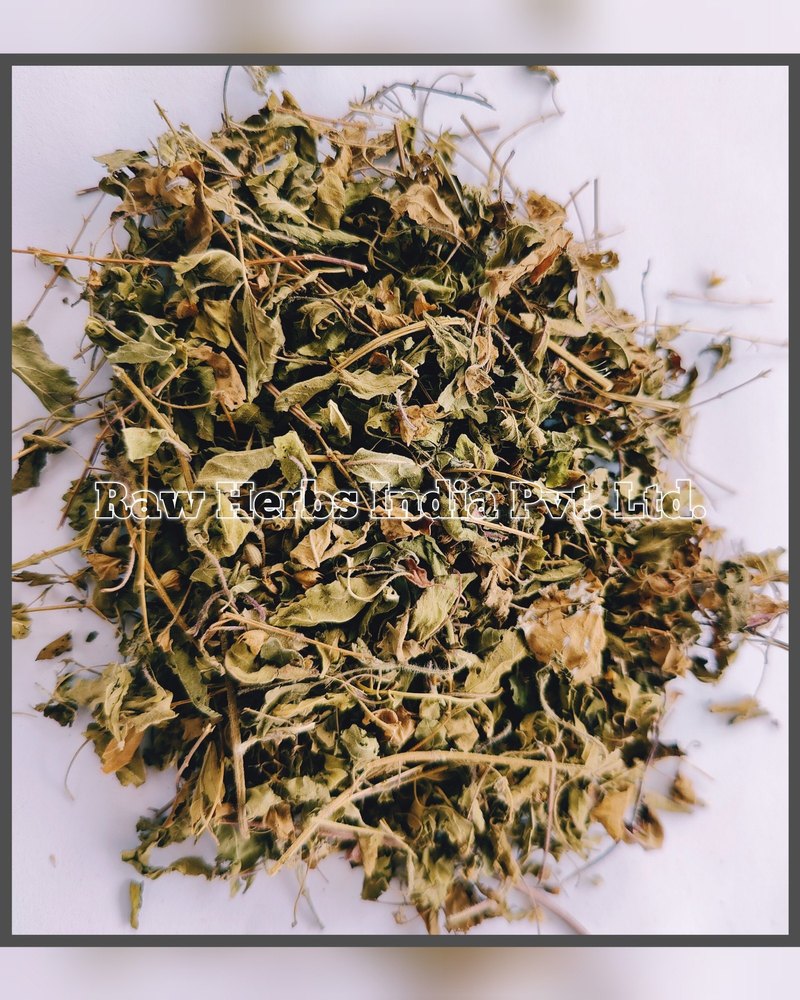 TULSI PATTA - BASIL LEAVES - OCIMUM SANCTUM