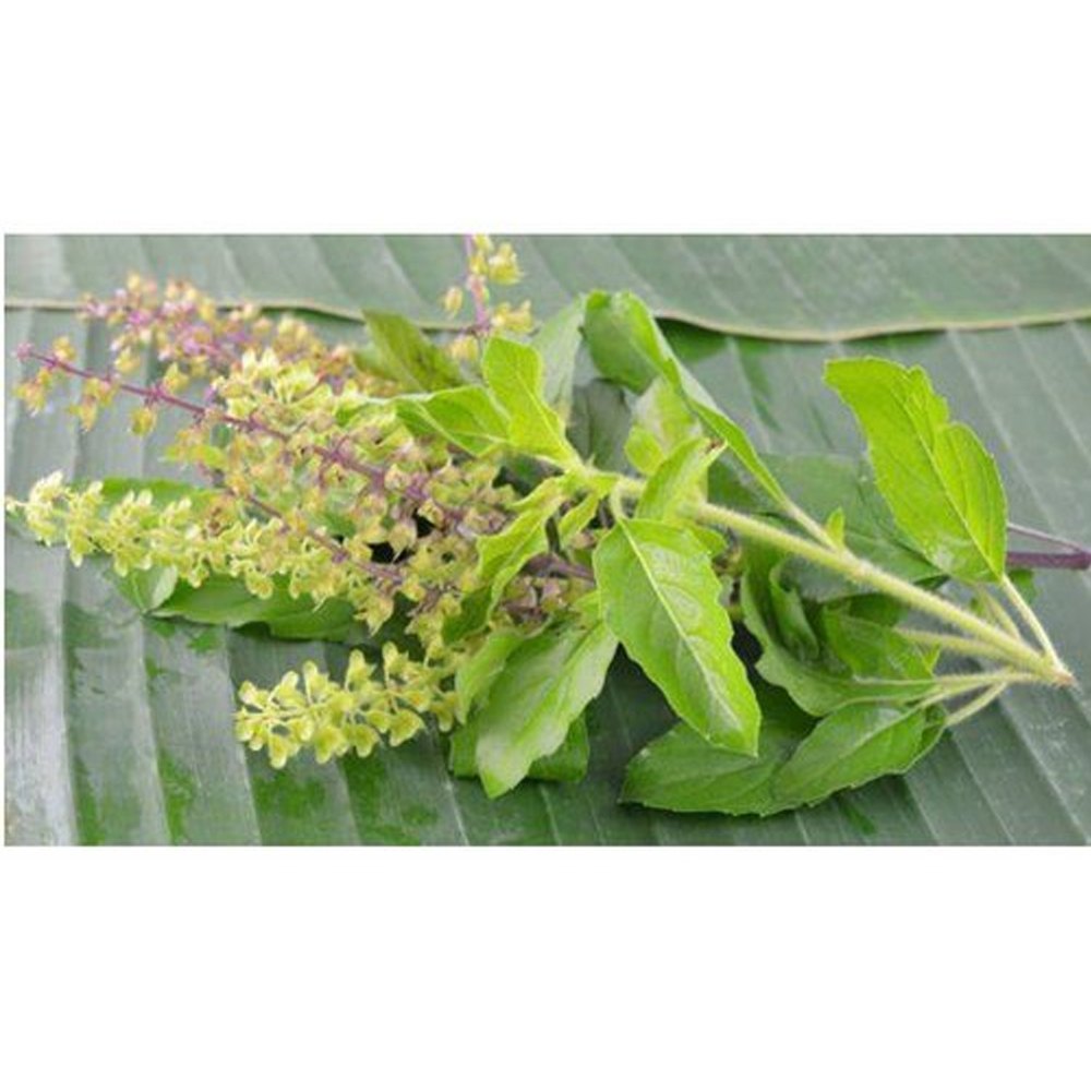 Tulsi Dry Extract Ocimum Sanctum
