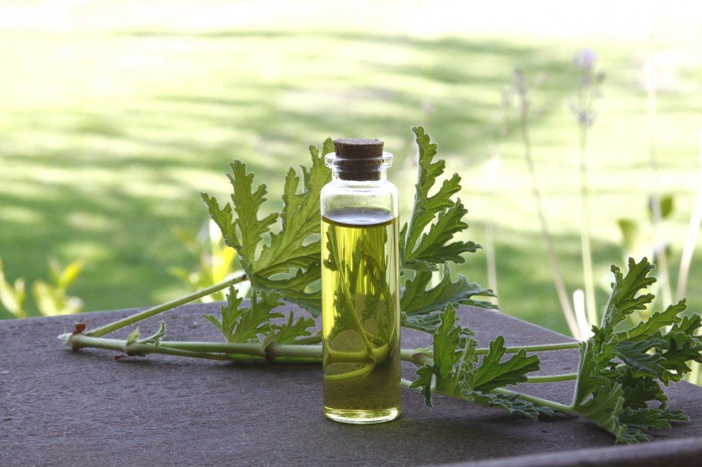 Ocimum Sanctum, Packaging Type: Plastic Container