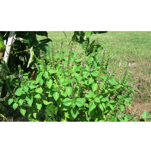 Green Vana Tulsi