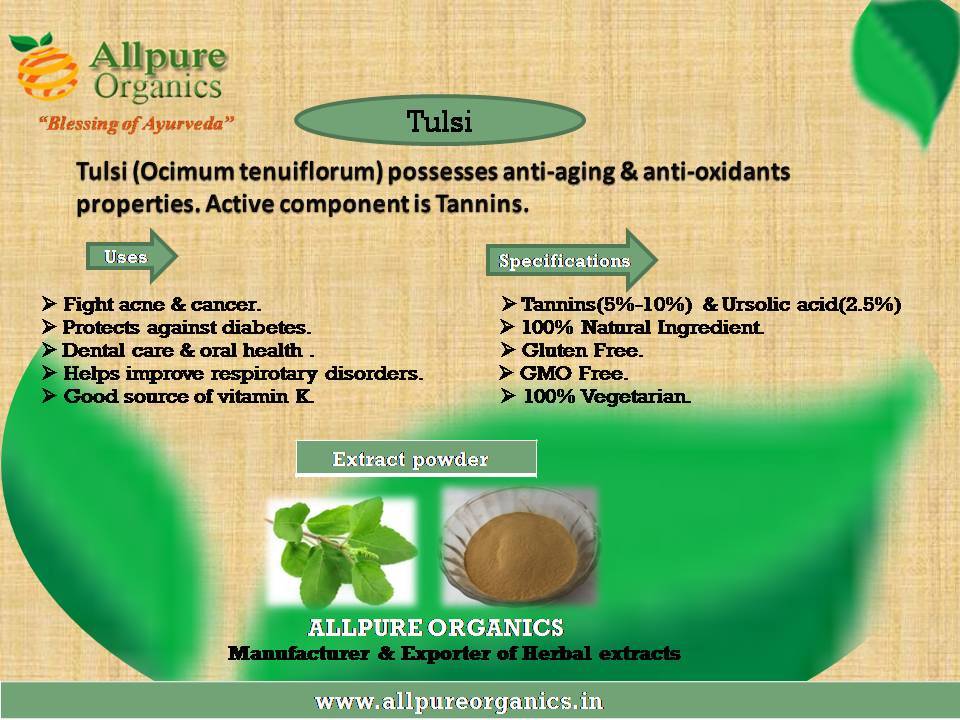 Ocimum Sanctum Extract, Packaging Type: Hdpe Drum