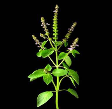Sunrise Organic Ocimum Sanctum Tulsi, Packaging Type: Bag