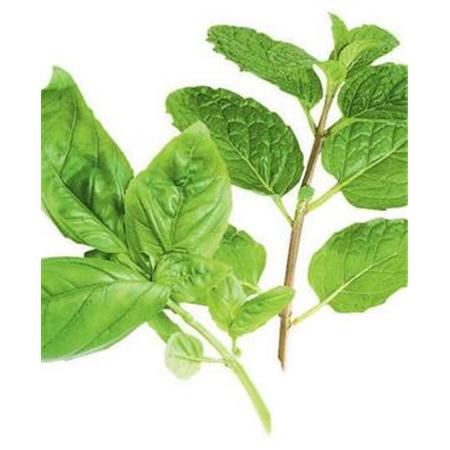Ocimum Sanctum Leaf Extract, Packaging Type: HDPE Drums, Packaging Size: 25 Kgs