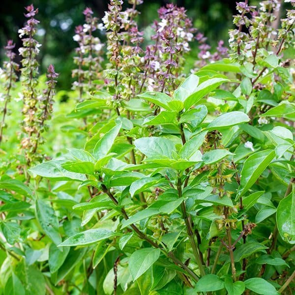 Tulsi Powder (Ocimum Sanctum), Packaging Type: PP Bag, Packaging Size: 10, 25kg