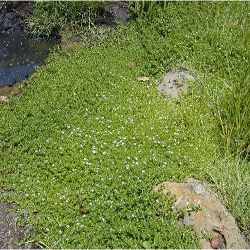 Medicine Grade Green Bacopa Monniera, Packaging Type: Drum, Packaging Size: 25 kg