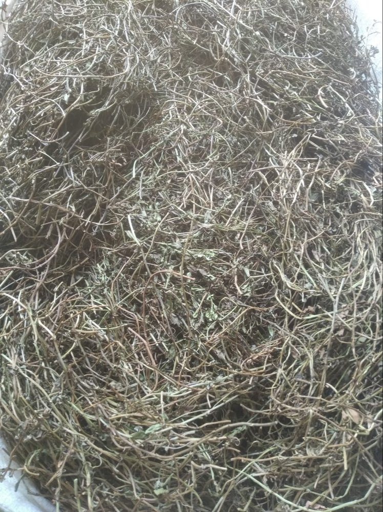 Brahmi Bacopa Monnieri, Brahmi, Jal Brahmi. Jalbrahmi, Packaging Size: 20