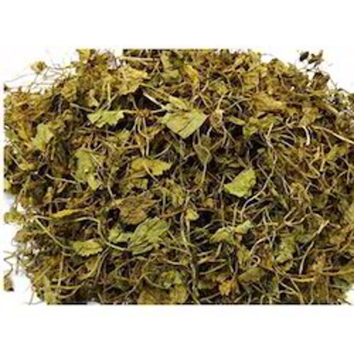 Green Brahmi- Waterhyssop(Bacopa Monnieri), Packaging Type: Bag, Packaging Size: 10 kg