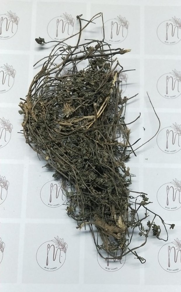 Green Bacopa Monnieri Plant, Packaging Type: Loose