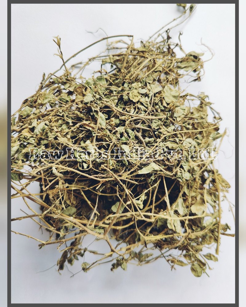 Plant JAL BRAHMI - BACOPA, Leaves