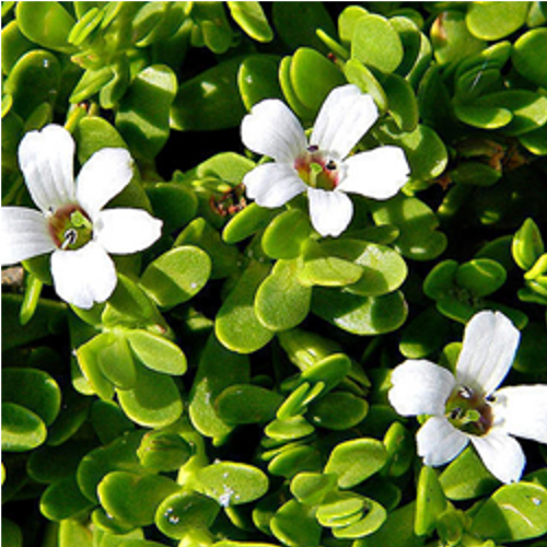 Bacopa Monnieri, Packaging Type: Poly Bag, Packaging Size: 30 Kg
