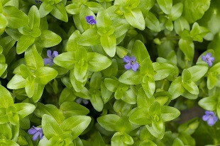 Bacopa Monnieri (Brahmi)