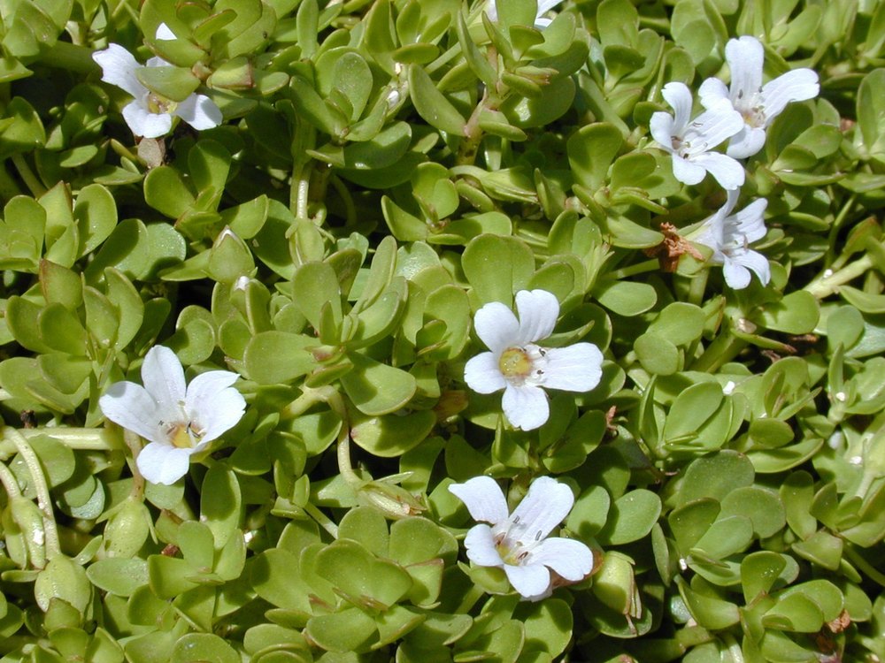 Bacopa Monnieri Brahmi, Neer Brahmi, Water Hyssop Powder, Baam, brahmi, Packaging Type: Bag