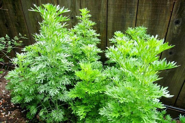 Wormwood