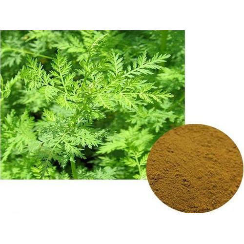 Artemisia Extract, Pack Size: 5 Kg