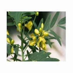 Cassia Angustifolia (Senna) Extract