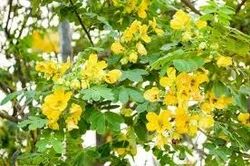 Bhagvati Herbal Cassia Angustifolia Extract ( Senna Pan ), Packaging Size: 25 Kg
