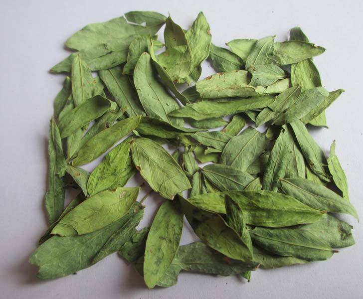 Herb Cassia Angustifolia, Prime 3, Packaging Type: Poly Pack