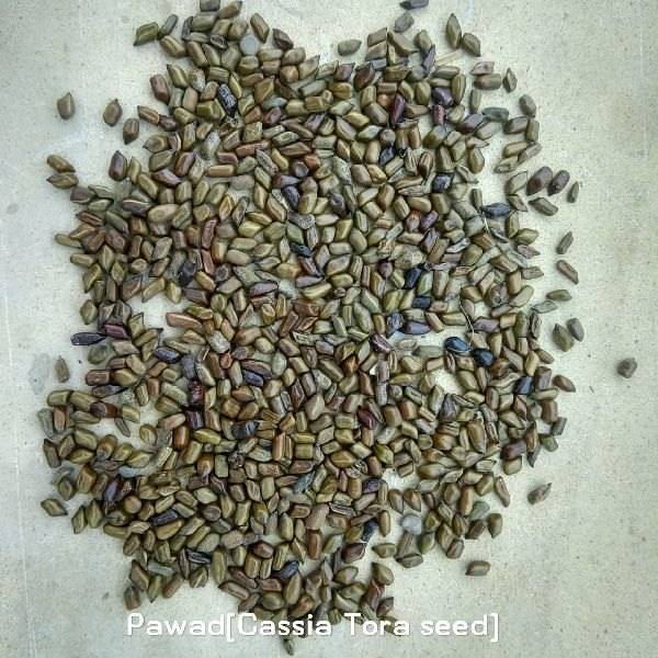 Natural Green Sanay Seed, For Agriculture, Packaging Type: 50 Kg Jute Bag