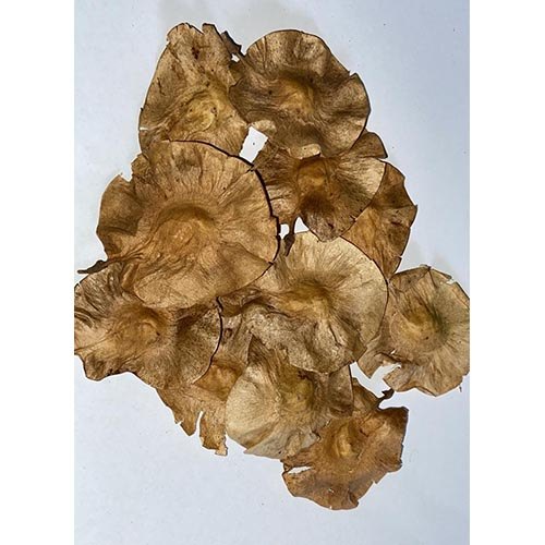 Pterocarpus Marsupium Seeds, Packaging Type: HDPE Bag, Packaging Size: 1 Kg