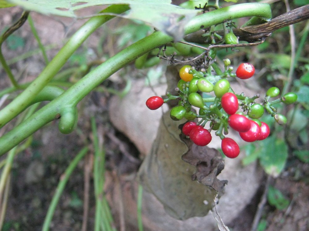 Cissampelos Pareira, Packaging Type: Packet