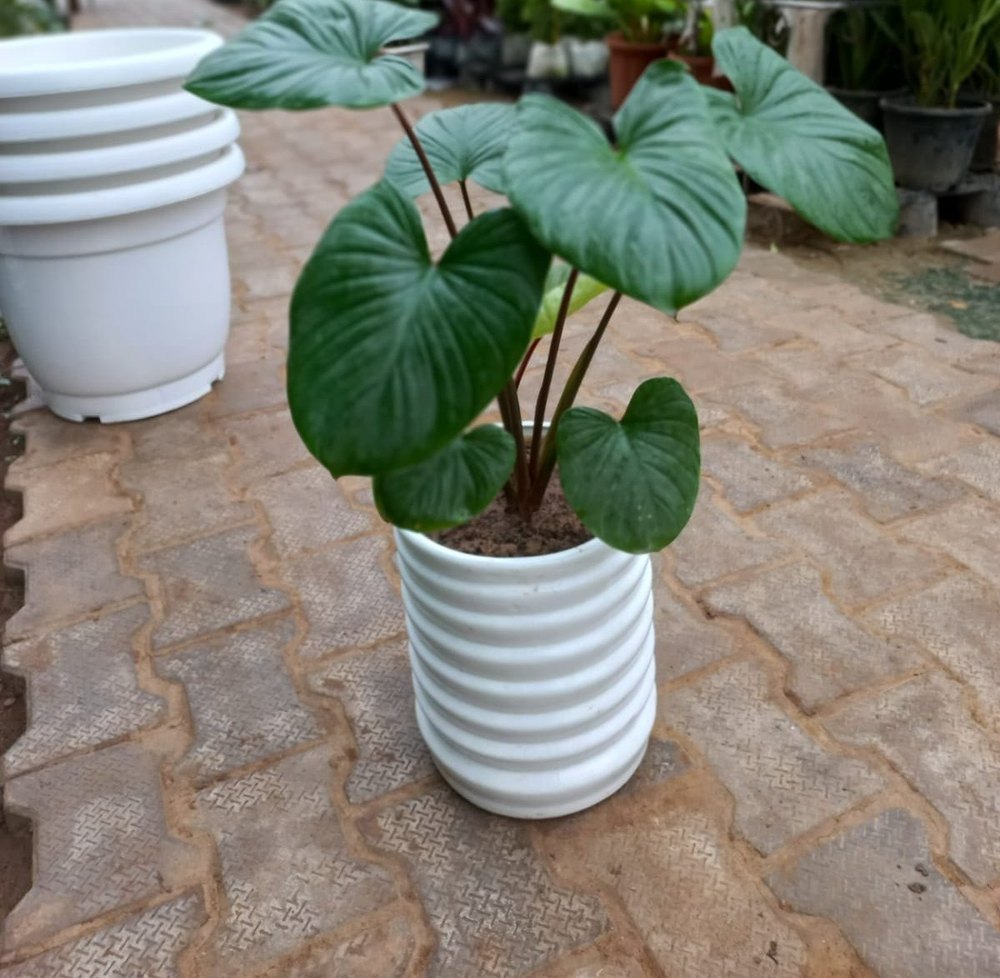 Green Schott Homalomena Aromatica Outdoor Plant, For Garden