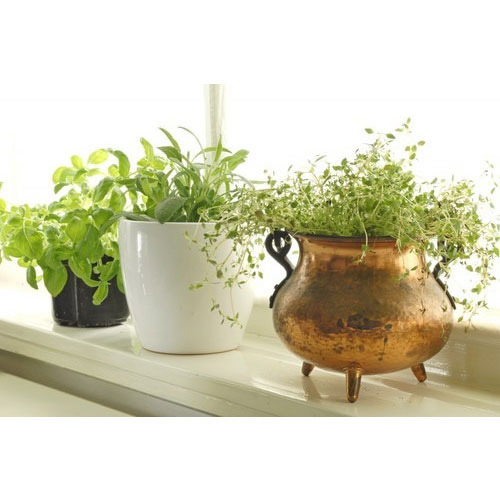 Aromatic Plant