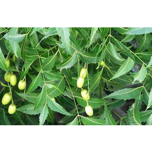 Neem Herb Plant, For Herbal Cosmetics, Packaging Type: ., .hdpe Bag