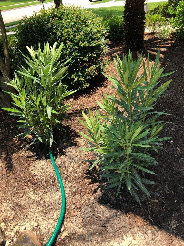 Korobi Plant