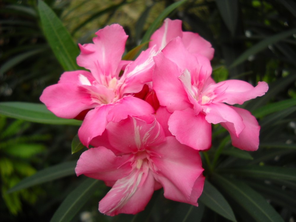 Nerium Indicum
