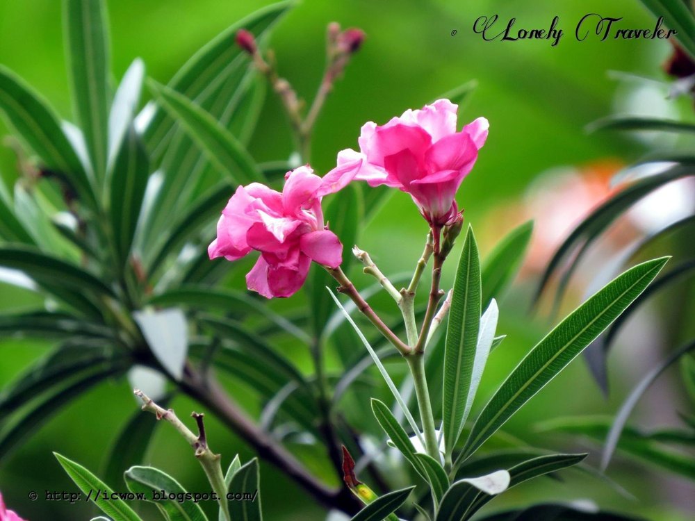 Korobi Plant (Oleander), Packaging Type: Poly Bag