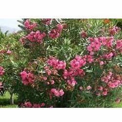 Nerium Oleander