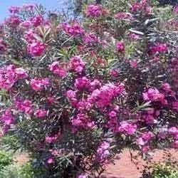 Nerium Oleander