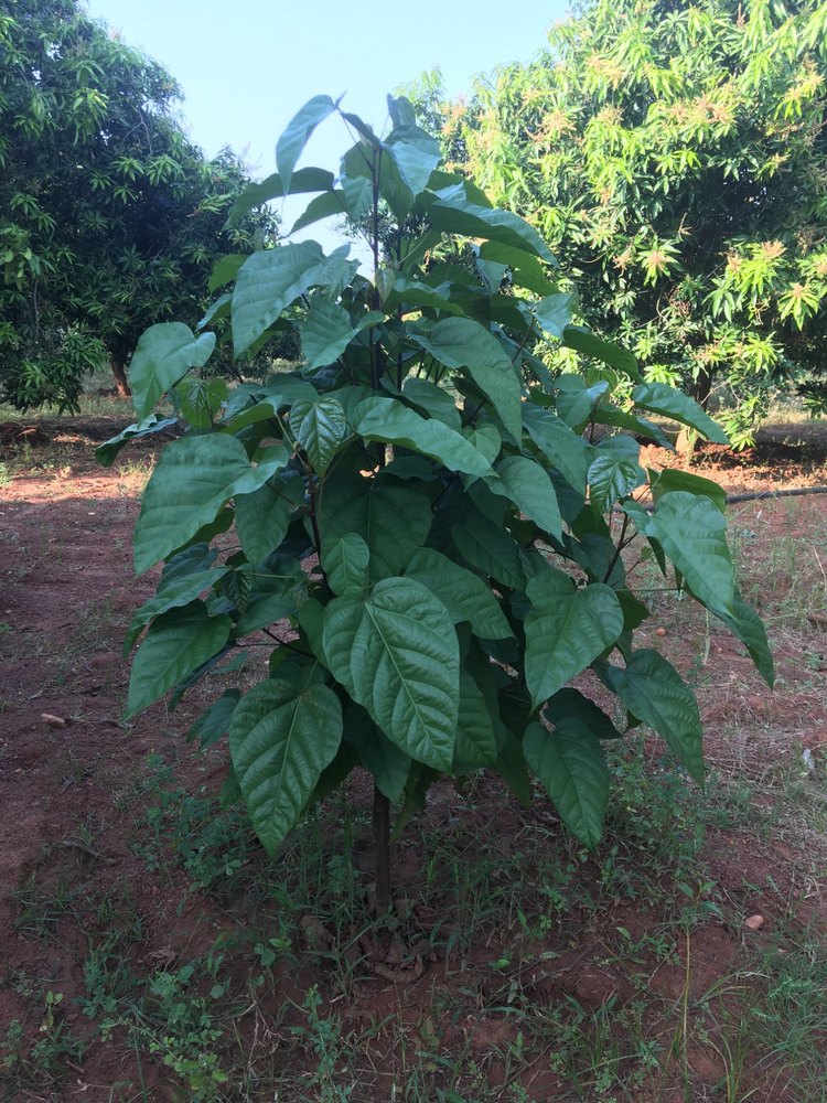 ANNATTO PLANTS, Packaging Type: Poly Bag, Packaging Size: 250 Gm