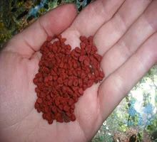 Kumkum Bixa Orellana