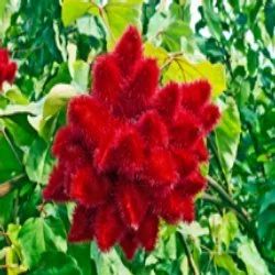 Well Watered Green Bixa Orellana Plant, Packaging Type: Carton Box